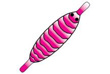 Pro Gammarus Shell Back